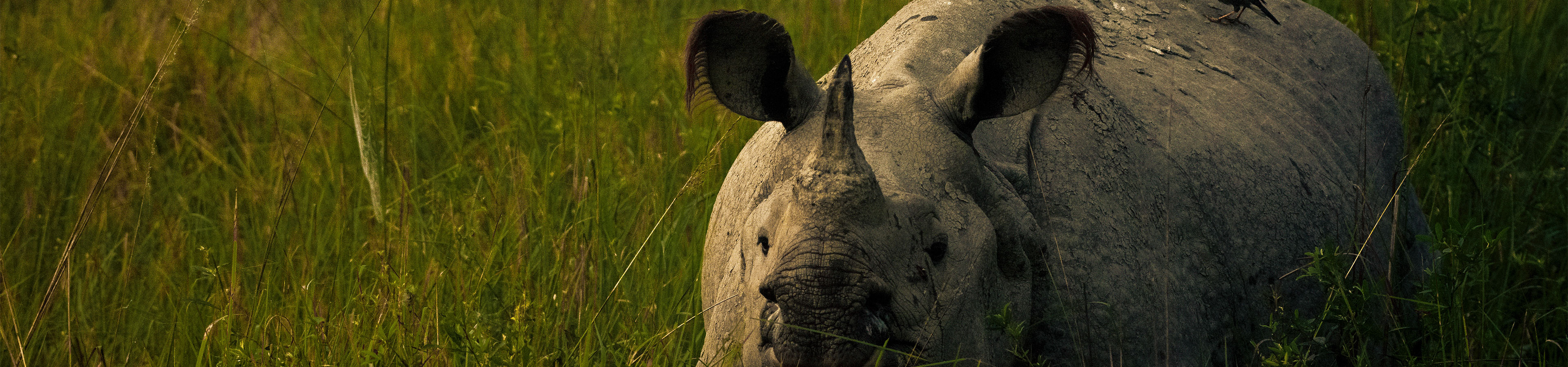 Wildlife and Nature banner 4