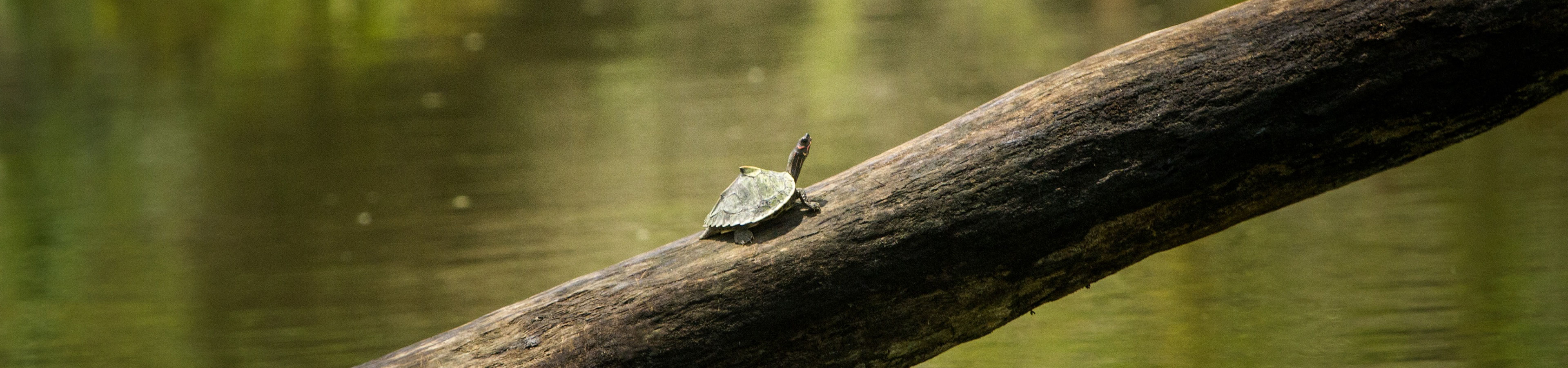 Kaziranga & Guwahati banner 2